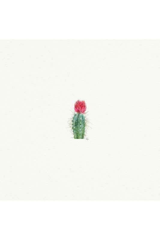 tiny watercolor print - cactus bloom