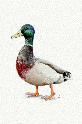 tiny watercolor print - mallard duck
