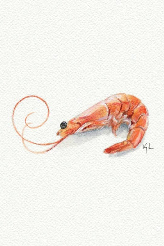 A watercolor painting of a single shrimp on a textured off-white paper background, with a small artist signature in the lower right.
