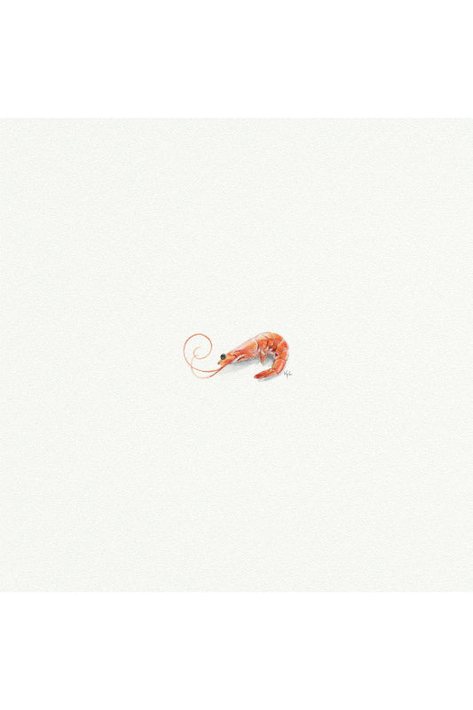 tiny watercolor print - shrimp