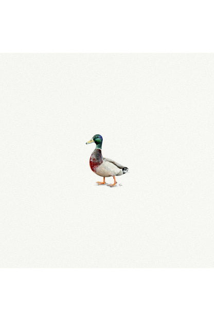 tiny watercolor print - mallard duck
