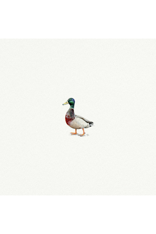 tiny watercolor print - mallard duck